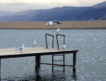 Seagulls In Lake Ohrid, Macedonia Stock Photo Seagulls In Lake Ohrid, Macedonia Stock Photo