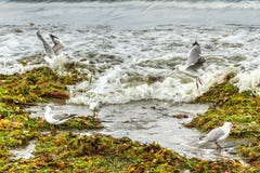 Seagulls ląduje na masach gałęzatka obrazy royalty free Seagulls ląduje na masach gałęzatka obrazy royalty free
