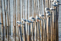  Seagulls med solnedgång på smällPu sätter på land Samutprakarn, Thailand Royaltyfria Foton