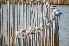  Seagulls med solnedgång på smällPu sätter på land Samutprakarn, Thailand Arkivbild