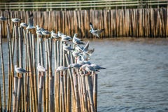  Seagulls med solnedgång på smällPu sätter på land Samutprakarn, Thailand Royaltyfri Foto