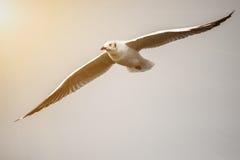  Seagulls med solnedgång på smällPu sätter på land Samutprakarn, Thailand Royaltyfri Bild