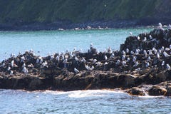 Seagulls na skalistej rafie Starichkov wyspą blisko półwysep kamczatka, Rosja zdjęcie royalty free Seagulls na skalistej rafie Starichkov wyspą blisko półwysep kamczatka, Rosja zdjęcie royalty free