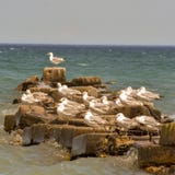 Seagulls na skałach przy Atwater parkiem fotografia stock Seagulls na skałach przy Atwater parkiem fotografia stock
