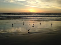 Seagulls On Atlantic Ocean Beach During Dawn. Stock Images Seagulls On Atlantic Ocean Beach During Dawn. Stock Images
