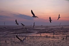 Seagulls μεταναστεύουν από τη Σιβηρία, τη Μογγολία, το Θιβέτ και την Κίνα για να κτυπήσουν το PU, Samut Prakan Ταϊλάνδη στοκ φωτογραφία Seagulls μεταναστεύουν από τη Σιβηρία, τη Μογγολία, το Θιβέτ και την Κίνα για να κτυπήσουν το PU, Samut Prakan Ταϊλάνδη στοκ φωτογραφία