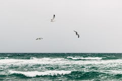 Seagulls πέρα από τη θάλασσα μια νεφελώδη ημέρα στοκ φωτογραφία με δικαίωμα ελεύθερης χρήσης Seagulls πέρα από τη θάλασσα μια νεφελώδη ημέρα στοκ φωτογραφία με δικαίωμα ελεύθερης χρήσης