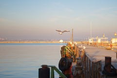 Seagulls που κάθονται στην αποβάθρα καιρικός χειμώνας ακτών παραλιών νεφελώδης καλυμμένα όρη σπιτιών ελβετικά χειμερινά δάση χιον στοκ εικόνα Seagulls που κάθονται στην αποβάθρα καιρικός χειμώνας ακτών παραλιών νεφελώδης καλυμμένα όρη σπιτιών ελβετικά χειμερινά δάση χιον στοκ εικόνα