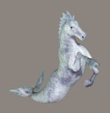 Seahorse Royalty Free Stock Image