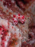 Seahorse enano de Bargibant, bargibanti del hipocampo Bangka, Indonesia imagen de archivo libre de regalías Seahorse enano de Bargibant, bargibanti del hipocampo Bangka, Indonesia imagen de archivo libre de regalías