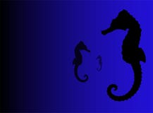 Seahorse illustration royalty free illustration Seahorse illustration royalty free illustration