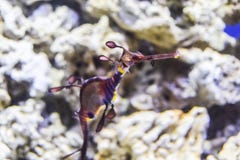 Seahorse-κουρέλι Phycodurus eques στα κοράλλια σε μια μπλε θαλάσσια ζωή υποβάθρου κάτω από το νερό στοκ εικόνες Seahorse-κουρέλι Phycodurus eques στα κοράλλια σε μια μπλε θαλάσσια ζωή υποβάθρου κάτω από το νερό στοκ εικόνες