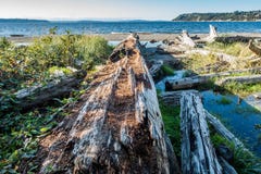 Seahurst Beach Log royalty free stock image Seahurst Beach Log royalty free stock image