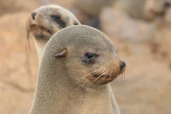Seal Royalty Free Stock Photography