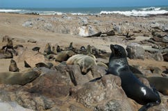 Seal Colony At The Beach Royalty Free Stock Photography Seal Colony At The Beach Royalty Free Stock Photography