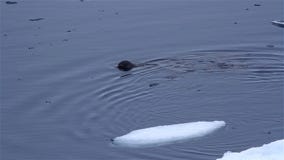 Seal Diving in sea ice, North pole
