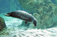 Seal I