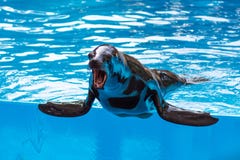 Seal with open muzzle in pool water royalty free stock photo Seal with open muzzle in pool water royalty free stock photo