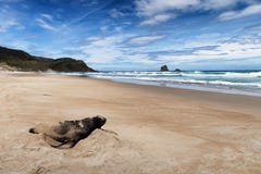 Marine wildlife image of fur seal resting on the shore of New Zealand stock photography Marine wildlife image of fur seal resting on the shore of New Zealand stock photography