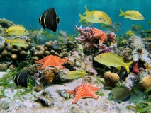 Sealife en un filón coralino imagen de archivo libre de regalías Sealife en un filón coralino imagen de archivo libre de regalías