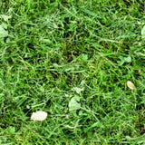 Seamless mowed green grass. background, texture Stock Images Seamless mowed green grass. background, texture Stock Images