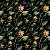 Seamless pattern watercolor buds stalks sunflower leaves on a wight background vector illustration Seamless pattern watercolor buds stalks sunflower leaves on a wight background vector illustration