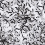 Seamless traces of birds in the snow. pattern, background. Royalty Free Stock Photo Seamless traces of birds in the snow. pattern, background. Royalty Free Stock Photo