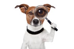 Searching dog with magnifying glass