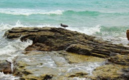 Seascape με ένα ανατολικό πουλί ερωδιών σκοπέλων στοκ φωτογραφία Seascape με ένα ανατολικό πουλί ερωδιών σκοπέλων στοκ φωτογραφία