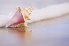 Seashell lizenzfreies stockbild Seashell lizenzfreies stockbild