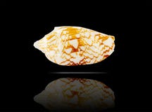 Seashell. photographie stock libre de droits Seashell. photographie stock libre de droits