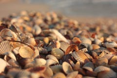 Seashell. Background. Texture nature, beach