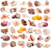 Seashell collection isolated on a white Stock Images Seashell collection isolated on a white Stock Images