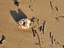 Seashell na plaży z złotego brązu mokrym piaskiem i denny skorupy jaśnienie w świetle słonecznym obok oceanu Zdjęcie Royalty Free Seashell na plaży z złotego brązu mokrym piaskiem i denny skorupy jaśnienie w świetle słonecznym obok oceanu Zdjęcie Royalty Free