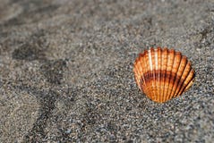 Seashell na szarym piasku obrazy stock Seashell na szarym piasku obrazy stock