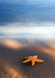 Seashell On The Beach Stock Image