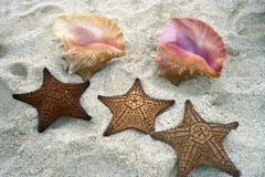 Seashells et étoiles de mer images libres de droits Seashells et étoiles de mer images libres de droits