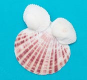 Seashells na b??kitnym tle obraz royalty free Seashells na b??kitnym tle obraz royalty free