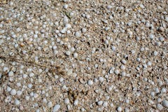 Seashells różni kolory i rozmiary, kłamstwo na piasku obrazy royalty free Seashells różni kolory i rozmiary, kłamstwo na piasku obrazy royalty free