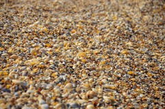 Seashells on a summer beach and sand as background. s Stock Images Seashells on a summer beach and sand as background. s Stock Images