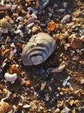 Seashells sur le bord de la mer photo libre de droits Seashells sur le bord de la mer photo libre de droits