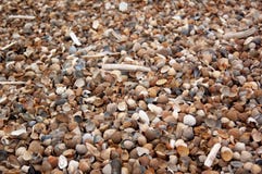 Seashells и clams на прибрежных песках стоковые изображения rf Seashells и clams на прибрежных песках стоковые изображения rf