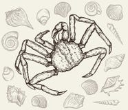 Seashells и краб моря также вектор иллюстрации притяжки corel Стоковые Фото Seashells и краб моря также вектор иллюстрации притяжки corel Стоковые Фото