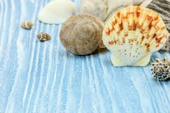 Seashells на деревянной досках покрашенных синью holid лета предпосылки Стоковая Фотография RF Seashells на деревянной досках покрашенных синью holid лета предпосылки Стоковая Фотография RF