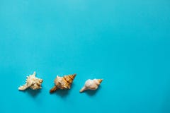 Seashells плоско кладут стоковое изображение rf Seashells плоско кладут стоковое изображение rf