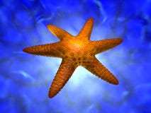 Seastar Fotografia de Stock Royalty Free