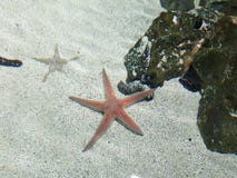 Seastar image libre de droits Seastar image libre de droits