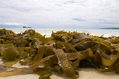Seaweed In Ocean Royalty Free Stock Photo