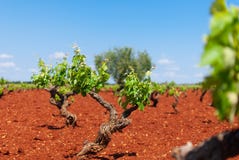 Secteur de vignoble de raisin blanc pendant le ressort photo stock Secteur de vignoble de raisin blanc pendant le ressort photo stock