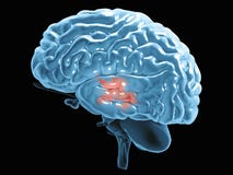 Section of a brain seen in profile. Degenerative diseases, Parkinson, synapses, neurons, Alzheimer`s royalty free illustration Section of a brain seen in profile. Degenerative diseases, Parkinson, synapses, neurons, Alzheimer`s royalty free illustration